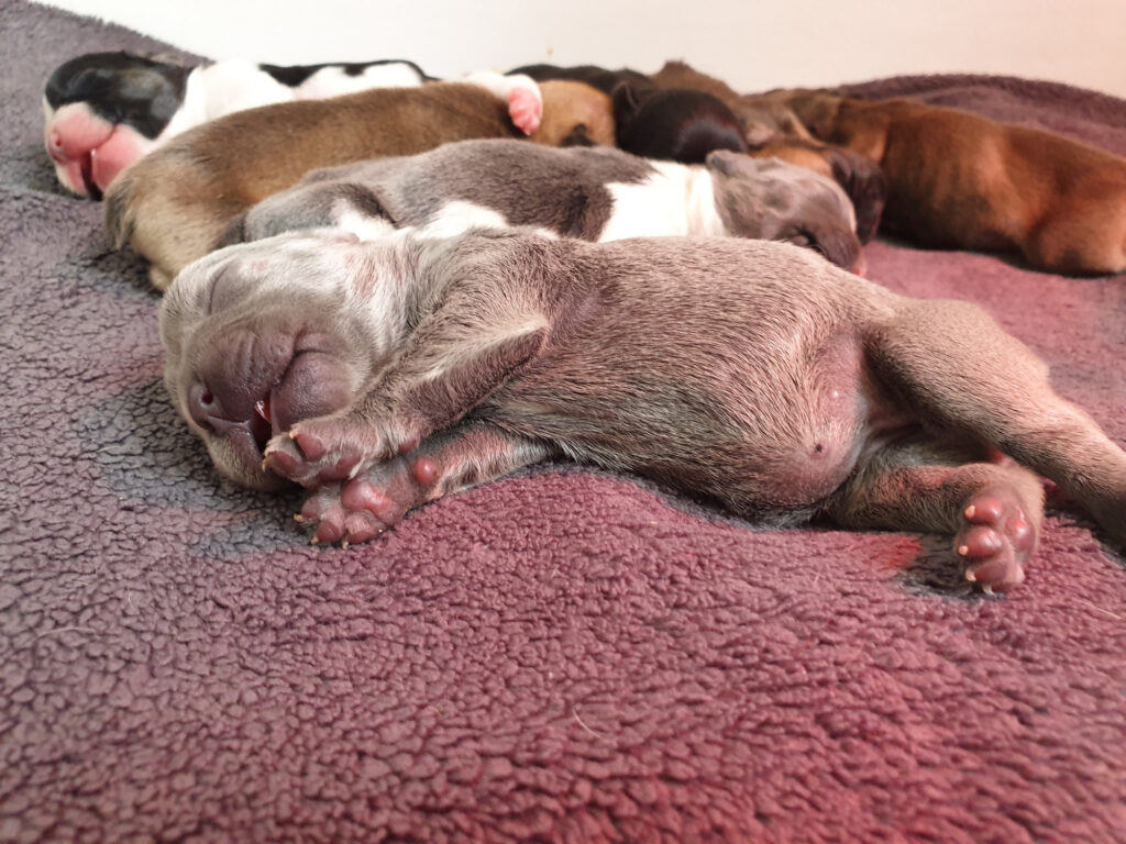 Welpen kuscheln miteinander