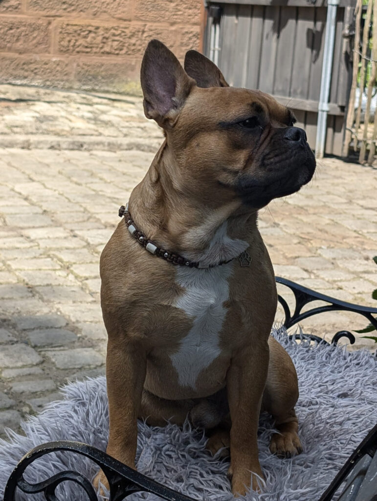Twix, moderne Französische Bulldogge