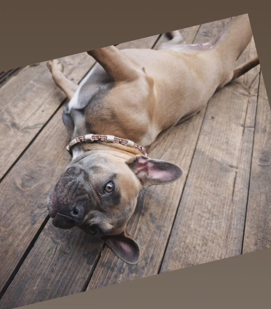 Cookie, moderne Französische Bulldogge