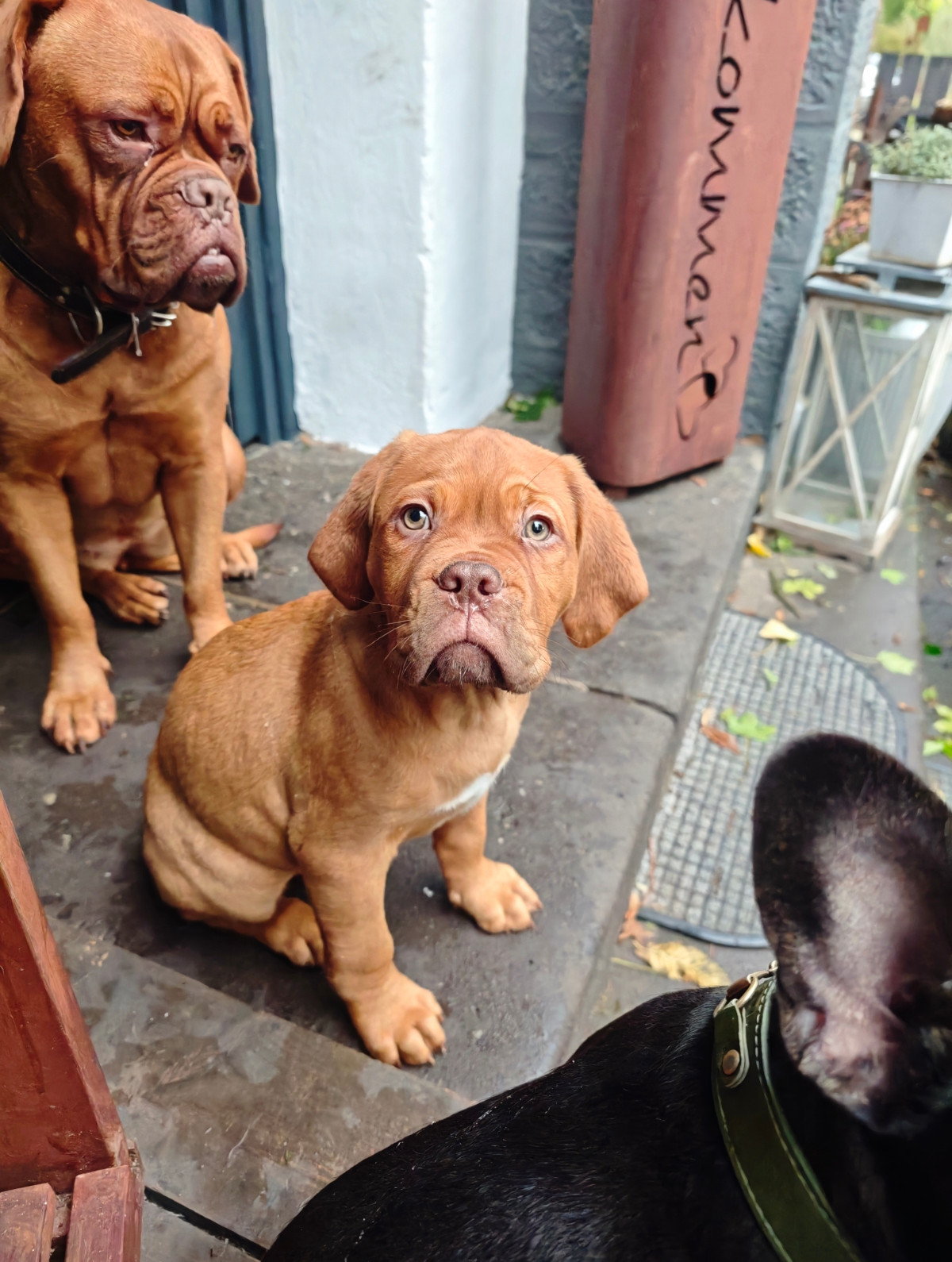 Finchen, Bordeauxdogge