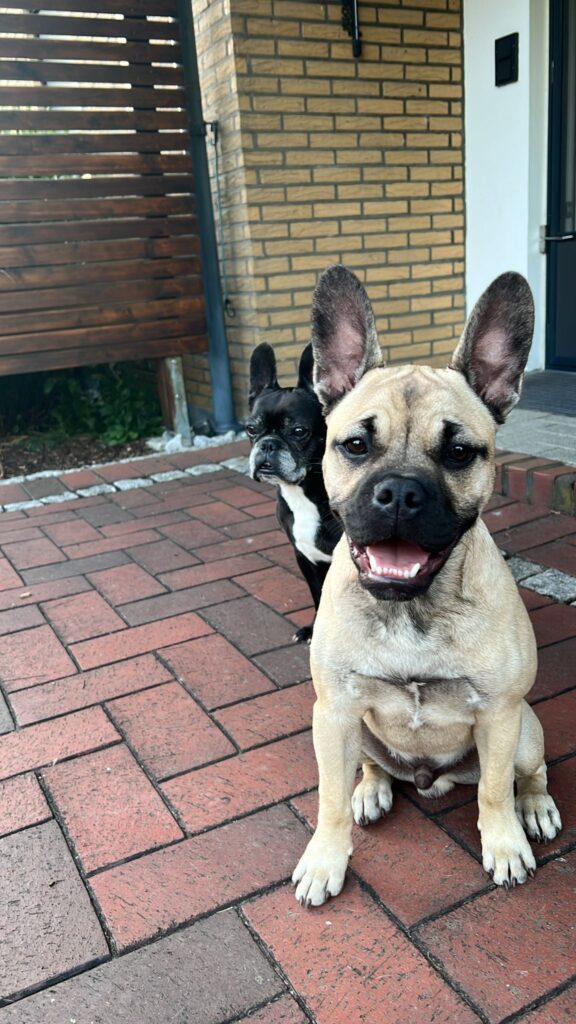 Nachzucht der Couchgoblins