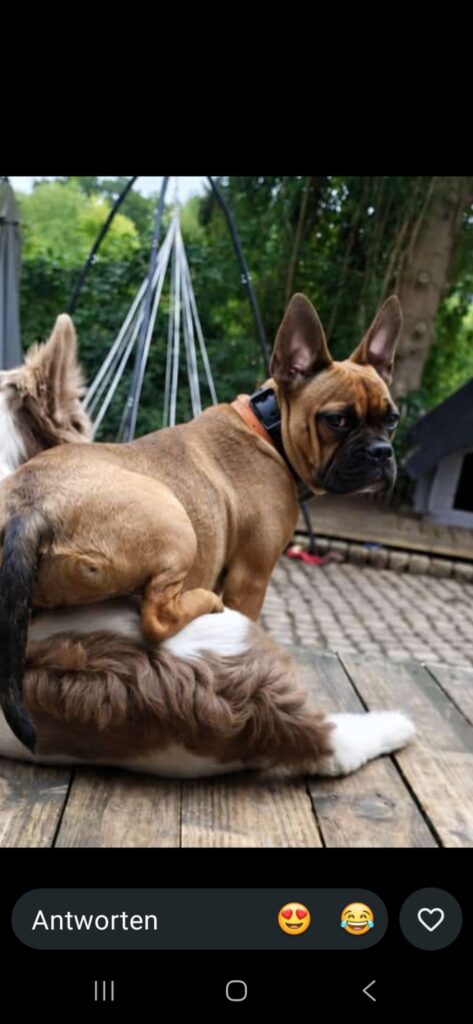 Nachzucht der Couchgoblins