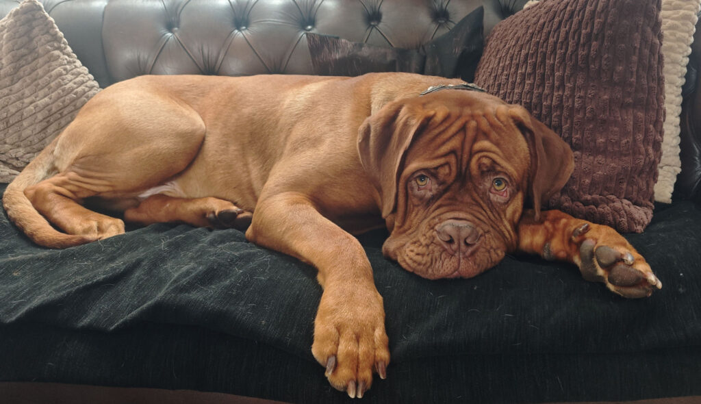 Samson, Bordeauxdogge