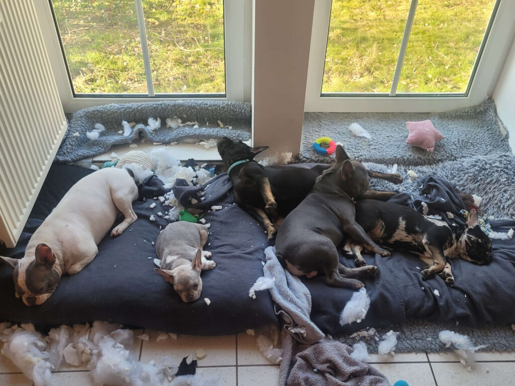 Welpen spielen im Welpenzimmer