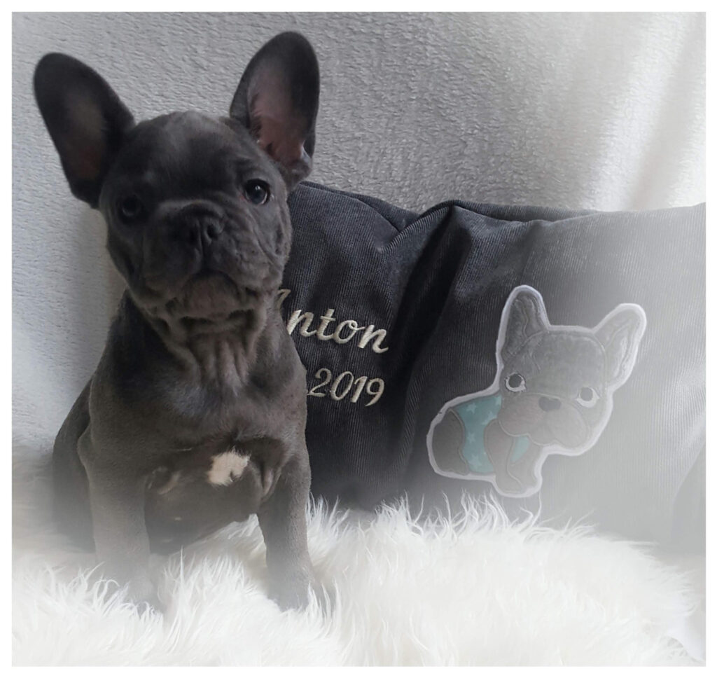 Welpen der Couchgoblins beim Entdecken